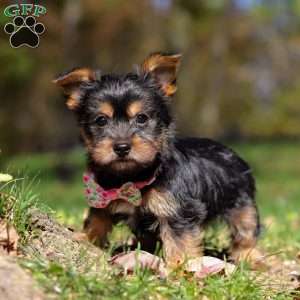 Sophia, Yorkie Puppy