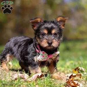 Sophia, Yorkie Puppy