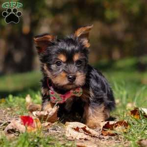 Sophia, Yorkie Puppy