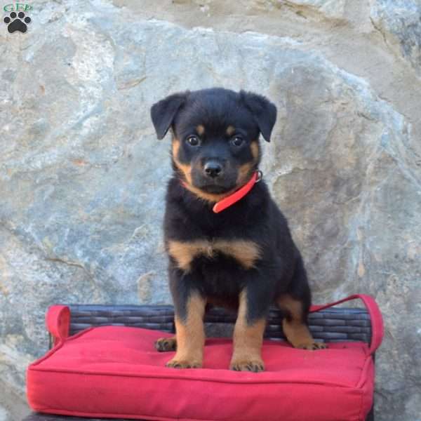 Sophie, Rottweiler Puppy