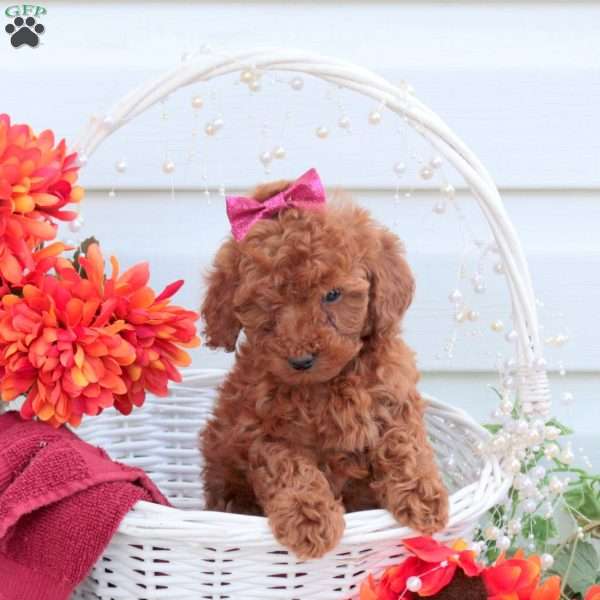 Sophie, Toy Poodle Puppy