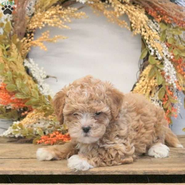 Sophie, Shih-Poo Puppy