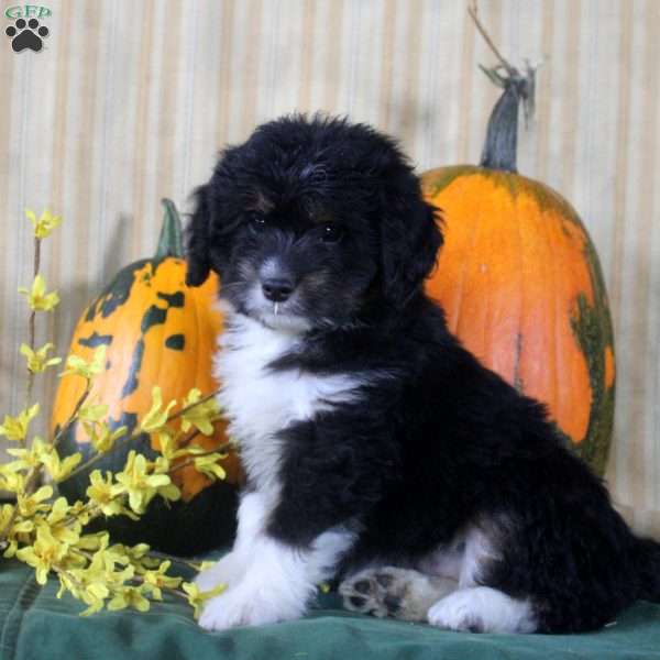 Sophie, Mini Aussiedoodle Puppy
