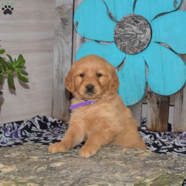 Sophie, Golden Retriever Puppy