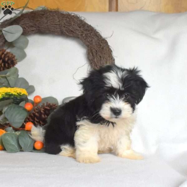 Sophie, Havanese Puppy