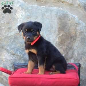 Sophie, Rottweiler Puppy