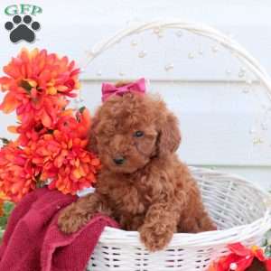 Sophie, Toy Poodle Puppy