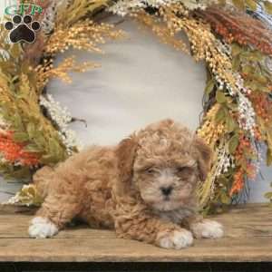 Sophie, Shih-Poo Puppy