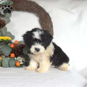 Sophie, Havanese Puppy