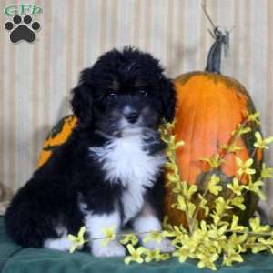 Sophie, Mini Aussiedoodle Puppy