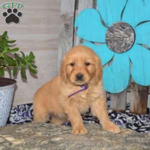 Sophie, Golden Retriever Puppy
