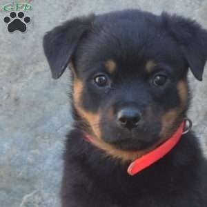 Sophie, Rottweiler Puppy