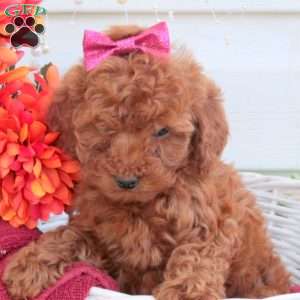 Sophie, Toy Poodle Puppy