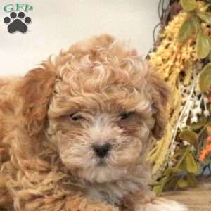 Sophie, Shih-Poo Puppy