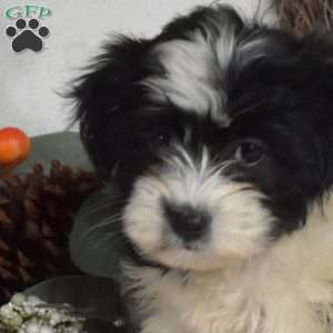 Sophie, Havanese Puppy