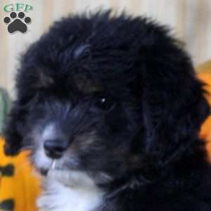 Sophie, Mini Aussiedoodle Puppy