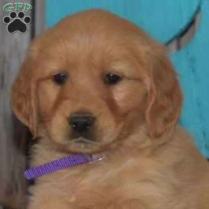 Sophie, Golden Retriever Puppy