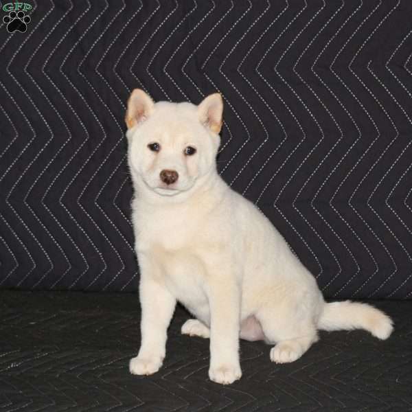 Sora, Shiba Inu Puppy