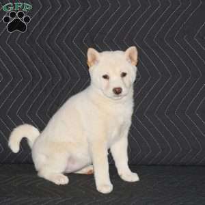 Sora, Shiba Inu Puppy