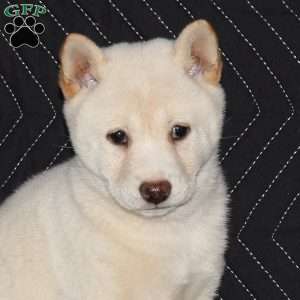 Sora, Shiba Inu Puppy