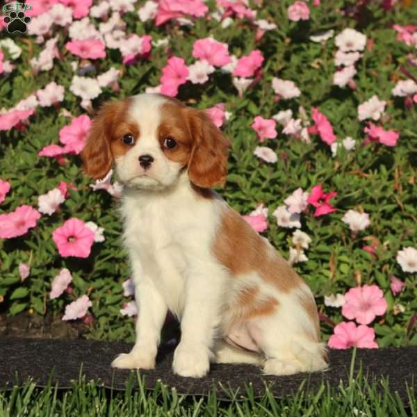Special, Cavalier King Charles Spaniel Puppy