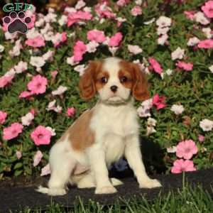 Special, Cavalier King Charles Spaniel Puppy