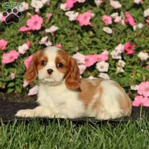 Special, Cavalier King Charles Spaniel Puppy