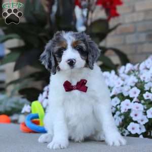 Spencer, Mini Bernedoodle Puppy