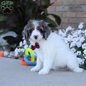 Spencer, Mini Bernedoodle Puppy