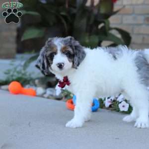 Spencer, Mini Bernedoodle Puppy