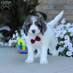 Spencer, Mini Bernedoodle Puppy