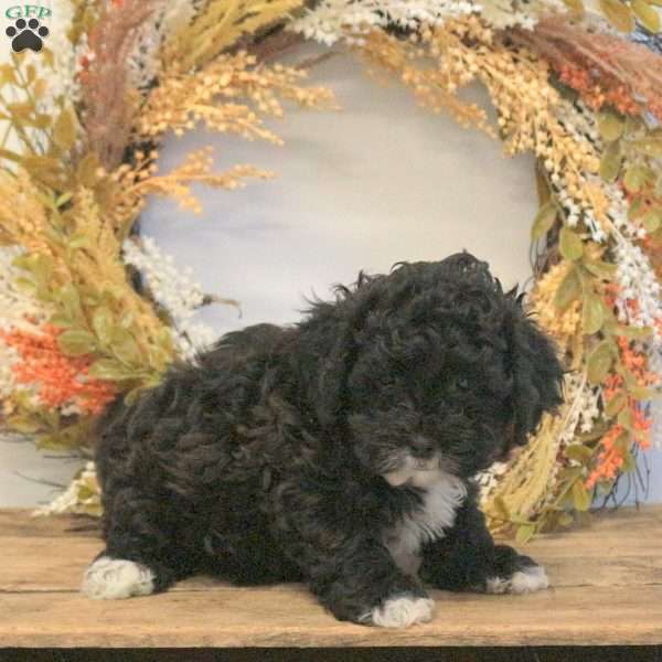 Spencer, Shih-Poo Puppy
