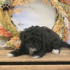Spencer, Shih-Poo Puppy