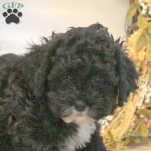 Spencer, Shih-Poo Puppy