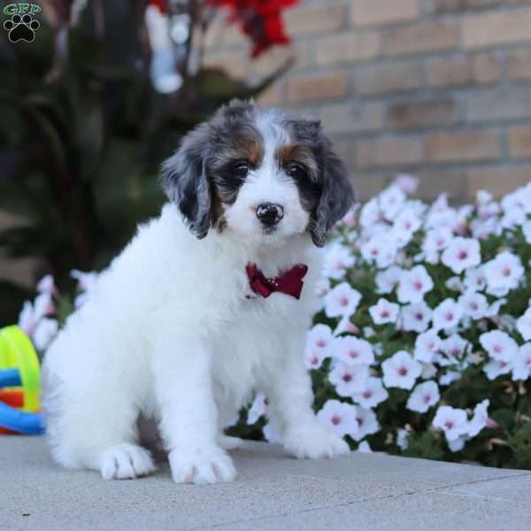 Spencer, Mini Bernedoodle Puppy