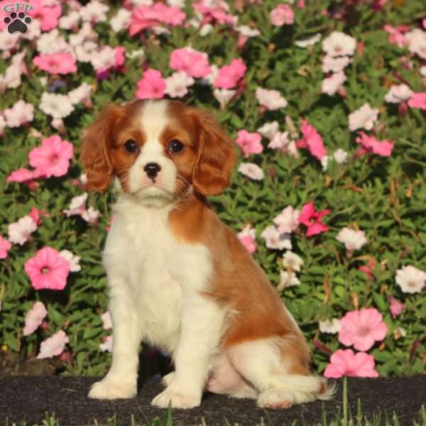 Spiffy, Cavalier King Charles Spaniel Puppy