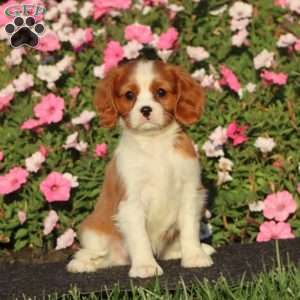 Spiffy, Cavalier King Charles Spaniel Puppy