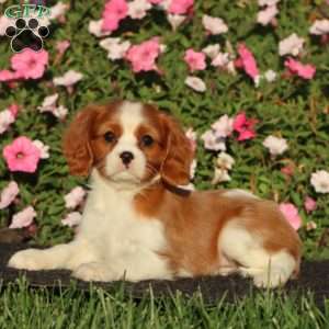 Spiffy, Cavalier King Charles Spaniel Puppy