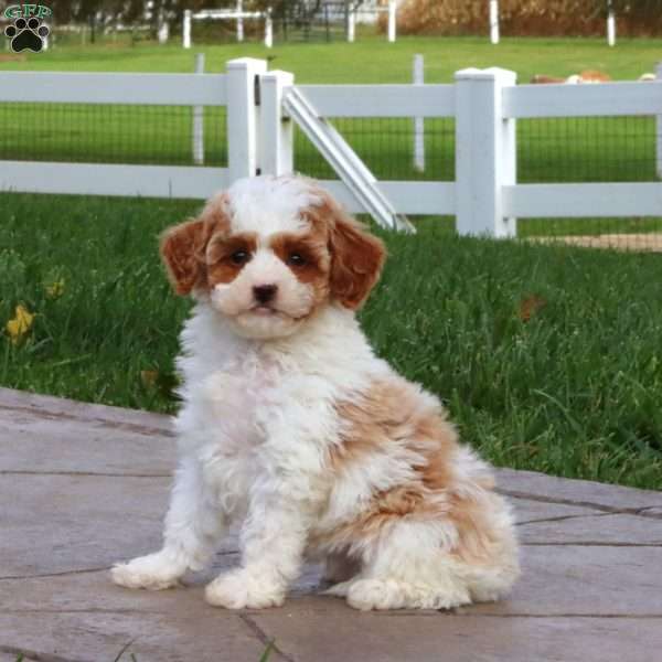 Splash, Cavapoo Puppy