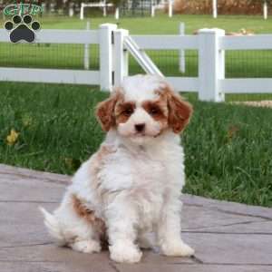 Splash, Cavapoo Puppy