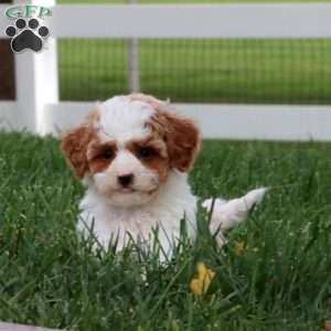 Splash, Cavapoo Puppy