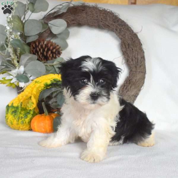Sprinkles, Havanese Puppy