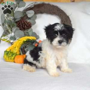 Sprinkles, Havanese Puppy