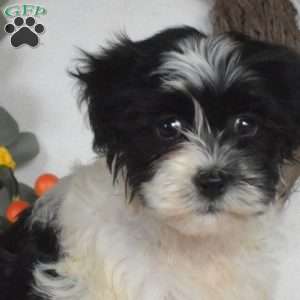 Sprinkles, Havanese Puppy