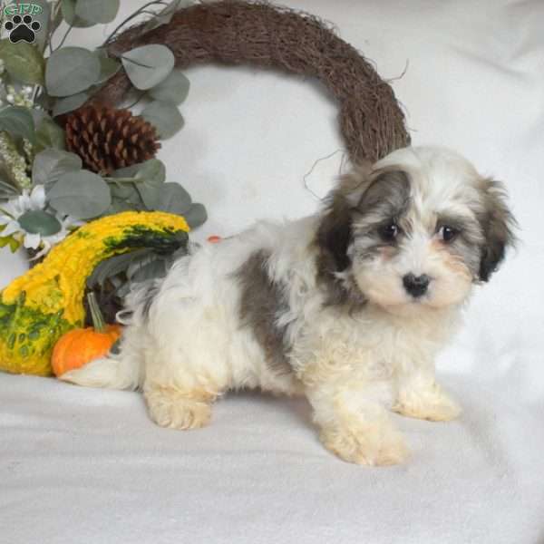 Sprout, Havanese Puppy