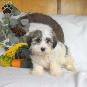 Sprout, Havanese Puppy
