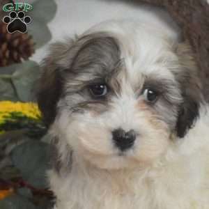 Sprout, Havanese Puppy