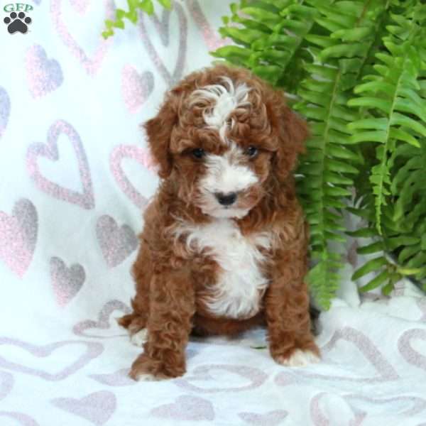 Stacey, Cavapoo Puppy