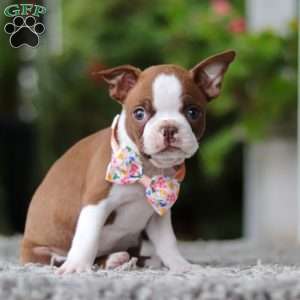 Stacy, Boston Terrier Puppy