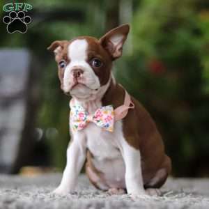 Stacy, Boston Terrier Puppy